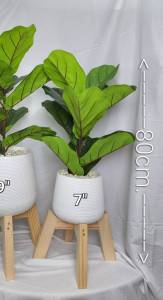 🚀ส่งเร็ว🚀ต้นไม้เสมือนจริงในกระถางโมเดิร์น มีหลายชนิด และ มีหลายขนาดให้เลือกค่ะ