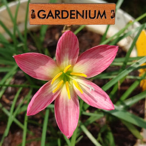 Umbi Bunga Rain Lily Capricon - Rainlily Zephyranthes Hybrid