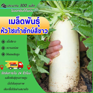 300 เมล็ด เมล็ดพันธุ์ หัวไชเท้า ผักกาดหัว หัวใหญ่ หัวไชเท้าญี่ปุ่น เมล็ดพันธุ์แท้ นำเข้าจากต่างประเทศ ไดคอน โตไว หัวยาวใหญ่ปลูกง่ายหัวใหญ่