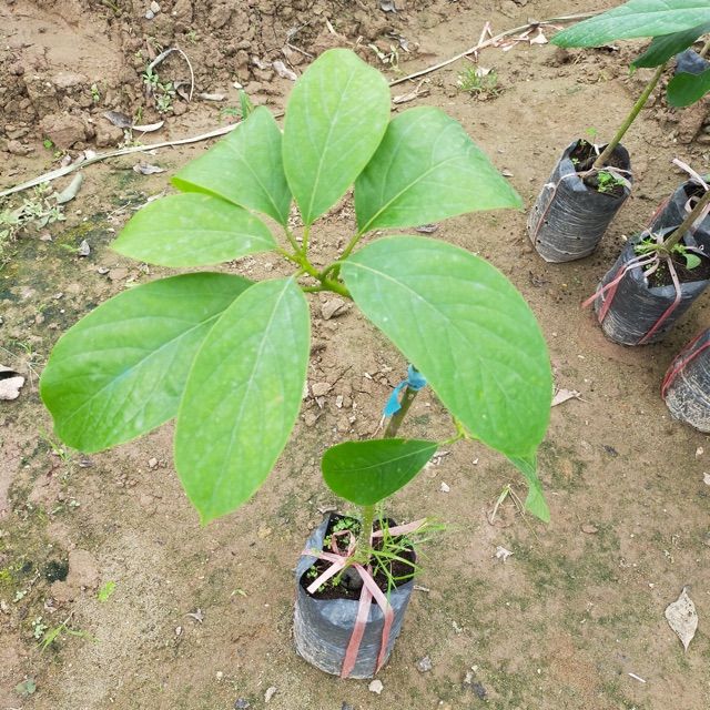 C%C3%A2y%20b%C6%A1%20s%C3%A1p%20034%20-%20Image%201