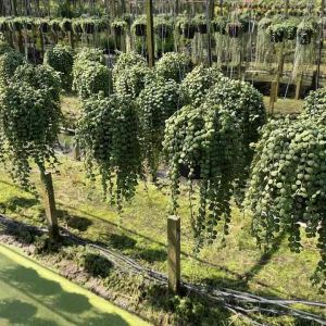 ต้นเดฟกระดุมใบเขียว พร้อมลวดเเขวน (ชุดขนาด 40 ครั้ง) ราคาที่สุด 2023