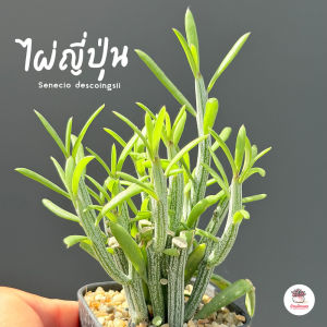 ไผ่ญี่ปุ่น Senecio descoingsii ไม้อวบน้ำ กุหลาบหิน cactus&succulentหลากหลายสายพันธุ์