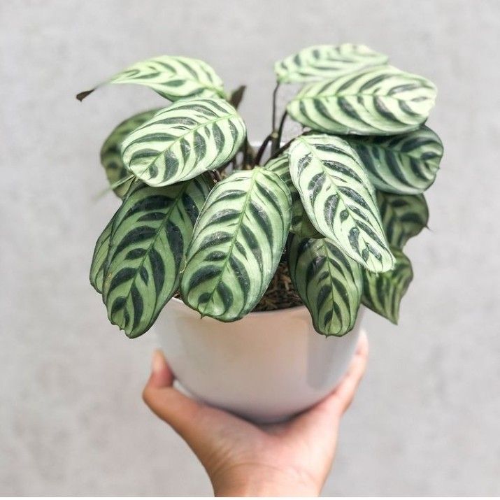dracaena india Song of India Plant - Live Plant in a 6 Inch Pot - Dracaena Reflexa