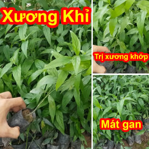 [Cây Dược Liệu] Combo 3 Cây Giống Xương Khỉ - Bìm Bịp - Mảnh Cộng Giải Độc Mát Gan xương khớp