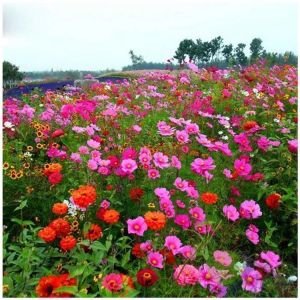 野花组合多年生混装花种子组合装混合耐寒懒人阳台庭院花园室外