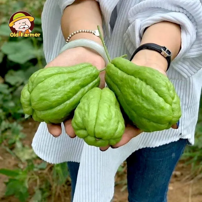 100% Original Fresh Chayote Seeds for Planting Vegetables Plants (Fast  Growing 25 Seed) Rare Chayote Melon