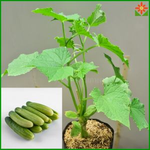 ต้นแตงกวา ส่งพร้อมถุงดำ 5.5นิ้ว แตงกวา