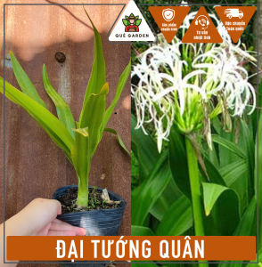 Cây Đại Tướng Quân - Tổng thể tầm 30+ cm - Có hoa đẹp và công dụng dược liệu!