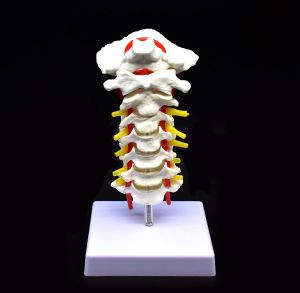 Human Cervical Vertebra Arteria Spine Spinal Nerves Anatomical Model Anatomy for Science Classroom Study Display Teaching Medical Model