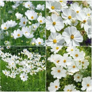 Hạt giống hoa nhái màu trắng- gói 100 hạt-gieo trồng quanh năm