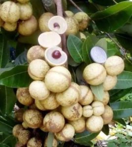 PAKET 5 Bibit Tanaman Kelengkeng Aroma Durian Keren