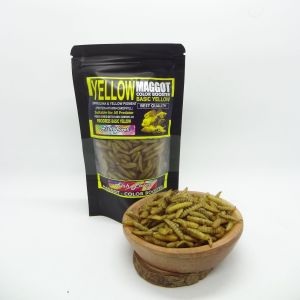 Yellow Maggot Fishlover