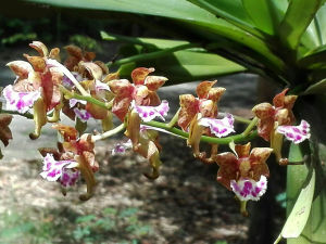 กุหลาบอินทรจักร กล้วยไม้ 🌸เกาะไม้ 6 นิ้ว ขนาด 6 คู่ใบ ออกดอก กุมภาพัน-เมษา.  กล้วยไม้ป่าแท้ กล้วยไม้ป่าหอม กล้วยไม้ป่าขวด /Taeng Suan shop