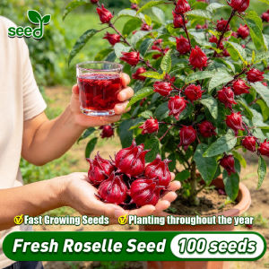 [Selected Seeds 100pcs] Edible Roselle Seeds for Planting - Fresh Roselle Flower Seeds for Gardening Roselle Hibiscus Plant Seeds Flowering Plants Seeds Garden Balcony Potted Roselle Live Plant Bonsai Seeds Indoor Plants Dried Flowers Roselle Flower Tea