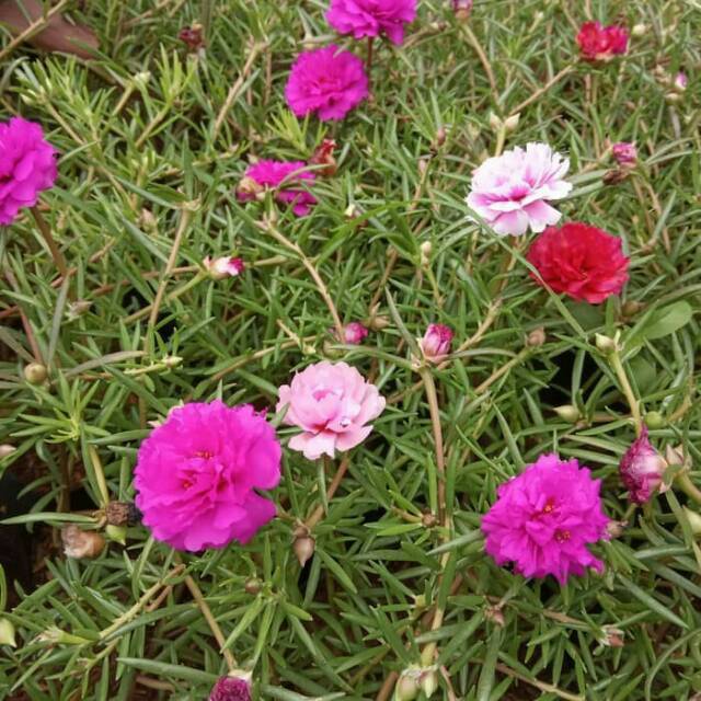 Divanda yosh chaqaloq Remy Lacroix bilan ajoyib jinsiy aloqa