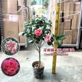 TKL - Camellia Japonica Triumphans/Red Dan 花蝴蝶茶花/花露珍/赤丹. 