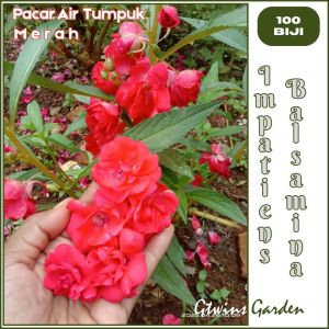 GG | 100 Benih Bunga Pacar Air Tumpuk Impatiens Balsamina Merah