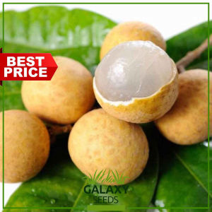 "GalaxySeeds" Longan like Lychee (6 Seed) like Dragon Eye or Rambutan