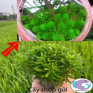 Cây thủy sinh cắt cắm các loại gồm 30 loại dễ trồng ( lá cạn )