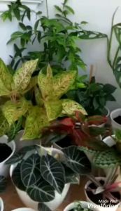 Pupuk organik TOP G2