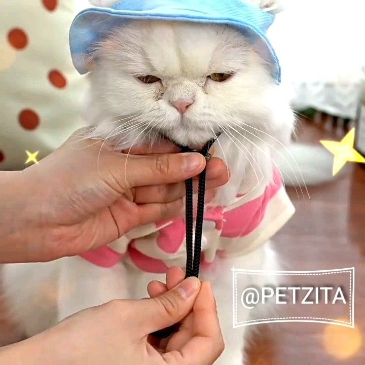 🇹🇭พร้อมส่ง🇹🇭 🧢 หมวกสัตว์เลี้ยง น่ารักมากจ้า หมวกหมา สุนัข แมว 🐶🐱 ...