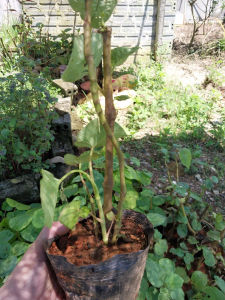 Cây Dổi Ăn Lá Hà Giang Dổi Đất Ăn Lá (BẦU NHIỀU THÂN) .....