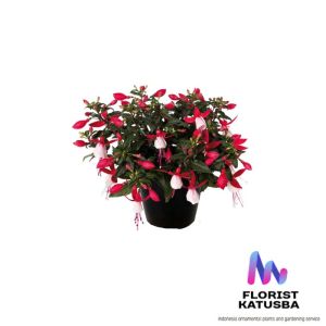 Anting India Warna-Warni Fuchsia/Rose/Purple - Tanaman Hias Bunga Eksotis