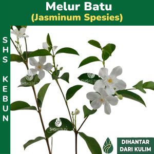 Pokok Bunga Melur Pokok Bunga Jasmine Pokok Bunga Melur Batu / Melur Siam 素馨属 SHS Kebun