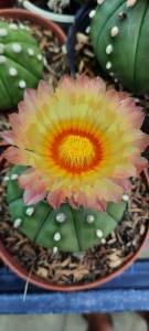 Xương Rồng Aster. Có tặng kèm chậu nhựa nhỏ