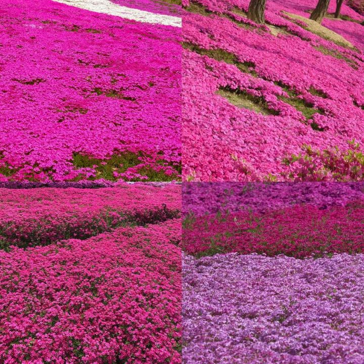 Creeping Thyme Seeds for Planting - Red Creeping Thyme Seeds Ground ...