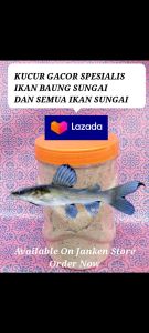 Gacor ! King Kucur Baung Senggal Bawal Lele Umpan Spesial Umpn Ikan Baung Ikan Sungai