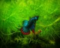 ปลากัดมหาชัย สีเขียว เป็นปลากัดลูกช้อนจากป่าของแท้ มีขาย ทั้งตัวผู้และเมีย สามารถเลือก ที่ต้องการได้ครับ ขนาดตัว เล็ก กลาง. 