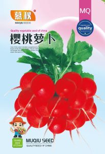Cherry radish    Fruit Radish Melon Fruit    Balcony Four Seasons Potted Plant Easy Vegetable