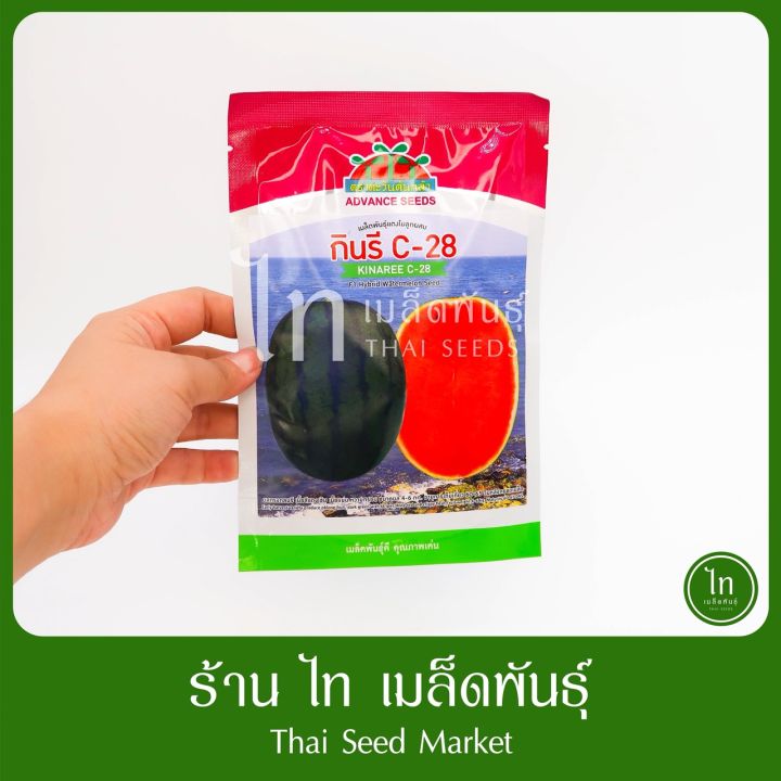 เมล็ดพันธุ์แตงโม กินรี C-28 40 กรัม ทดลองปลูก
