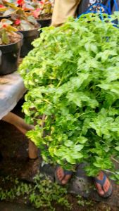 Tanaman Hidup | Ming Ming ( 1 Pot Super Rimbun )