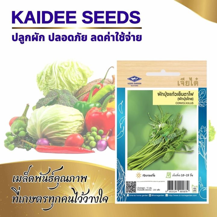 10 อันดับ เมล็ดผักบุ้งเจียไต๋ ยอดนิยม ปลูกง่าย เก็บสดได้ตลอดปี 2025