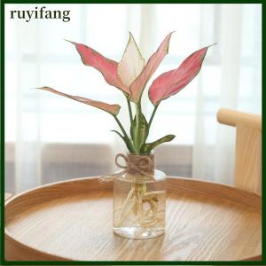 ruyifang Transparent Flower Pot Vase Hydroponic Container Miniature Landscape Plastic Eco-bottle Home Decoration