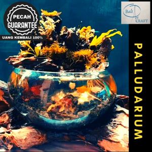 AKUARIUM IKAN CUPANG BIG SIZE 20 CM / KACA TIUP DAN AKAR BALI / AQUASCAPE / AQUARIUM MINI UNIK GLASSWOOD / BETA FISH / WOODEN CRAFT / VASES GLASSWOOD / POT TANAMAN HIAS / SENI BALI / TREND AQUARIUM