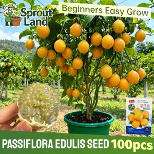 [High Germination] Fresh Passiflora ligularis Sweet Granadilla Seeds for Planting Fruit Plants (100 Seed) High Yield Passiflora edulis Passion Fruit Seeds Tropical climbing fruit vine Plant garden balcony Potted Passiflora ligularis Live Plant Easy Grow