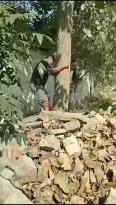 Tree Climbing Gear Set Tree Spike Climbing Spikes Set Tree Climbing Spikes Adjustable Climbing Spikes For gomy