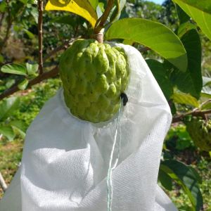 100 cái 20*25cm TÚI VẢI BAO BỌC TRÁI NACAM BƠ ...TÚI BỌC TRÁI CÂY