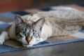 Obat Cacing Kucing O-CING 20 ML Paling Ampuh Dan Cepat Membasmi Cacing. 