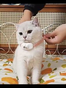 Pet Cat Laser Collar Cat Toys Amusing Collar for Kitten Interactive Cat Toys Pet Exercise Toys
