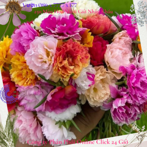 Hoa Mười Giờ Thái Kép MÀU CAM HỒNG Cành Tơ Siêu Khỏe Ra Rễ Sau 3 Ngày Công Ty TNHH Phân Phối Online Click 24 Giờ