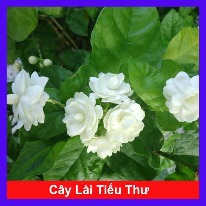 Cây lài tiểu thư hoa thơm ( cây hoa nhài ) - cây dành dành (lá nhỏ ...