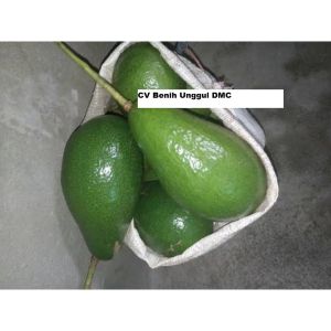 Bibit Alpukat Taiwan Green Skin / Alpukat Zhuang Poo Super