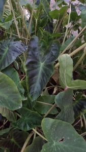 Colocasia Aloha ตัดสด พร้อมใบ เคลมฟรี ต้นไม้ตาย โคโลคาเซีย อโลฮา