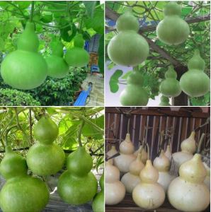 Hạt giống bầu hồ lô leo dàn(gói 5 hạt)