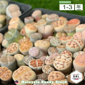 Lithops aka Living StoneLIVE PLANT (PP) (0.8cm-1.5cm)
