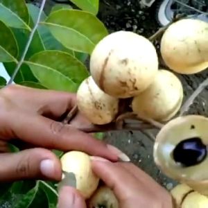 Bibit kelengkeng matalada biji kecil hasil okulasi lebih cepat berbuah